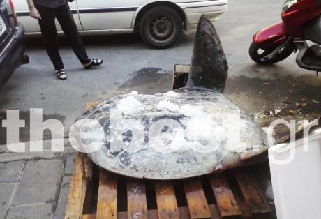 Ψάρι-γίγαντας στον Πατραϊκό