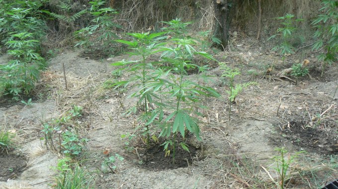 Σύλληψη για καλλιέργεια κάνναβης