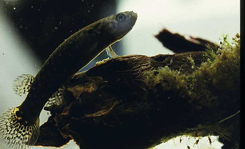 ΒΙΝΤΕΟ- Ψάρι ζει στην ξηρά για… δύο μήνες