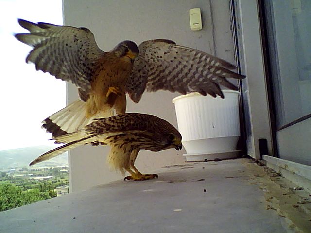 Γεράκια στο Πανεπιστήμιο Ιωαννίνων