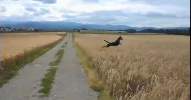 ΒΙΝΤΕΟ- Ένας «ιπτάμενος» σκύλος