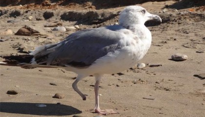 Η συγκινητική ιστορία ενός μικρού γλάρου