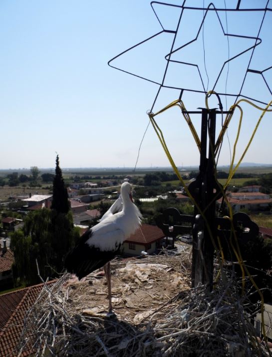 ΦΩΤΟ-Η διάσωση του πελαργού