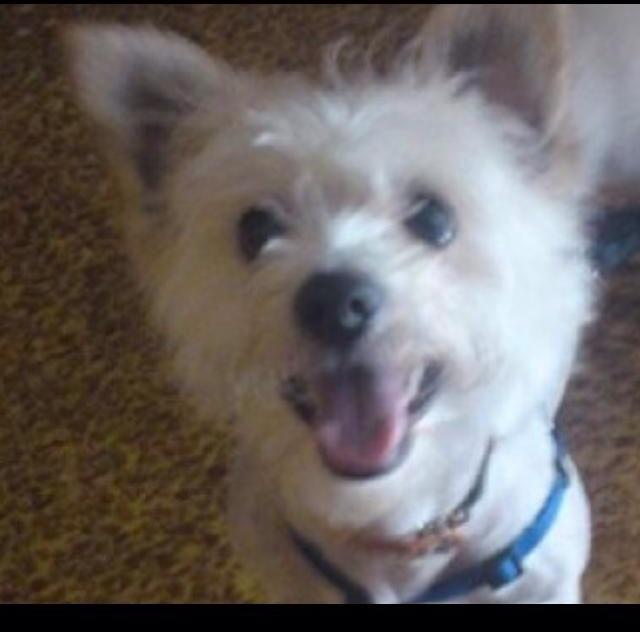 Υποπλοίαρχος κατηγορείται ότι σκότωσε ένα σκυλάκι