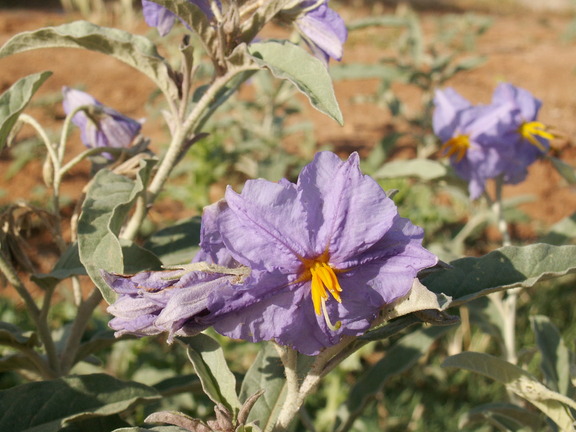 Το ζιζάνιο “γερμανός” απειλή για το οικοσύστημα