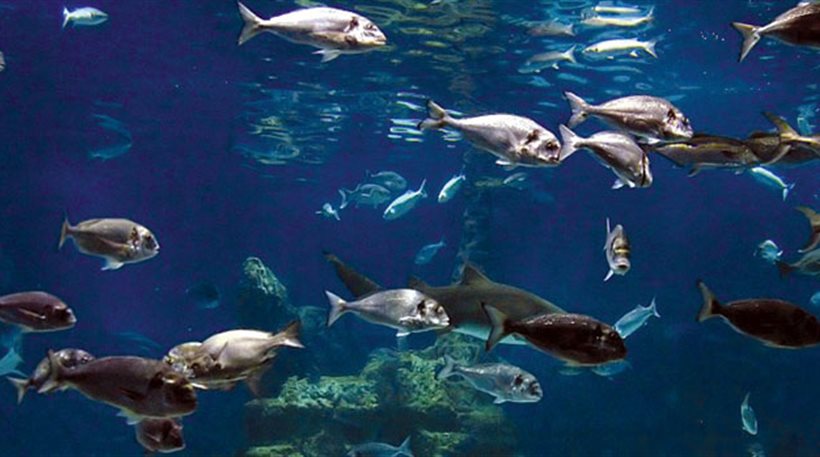 SOS για τα ψάρια στο Αιγαίο
