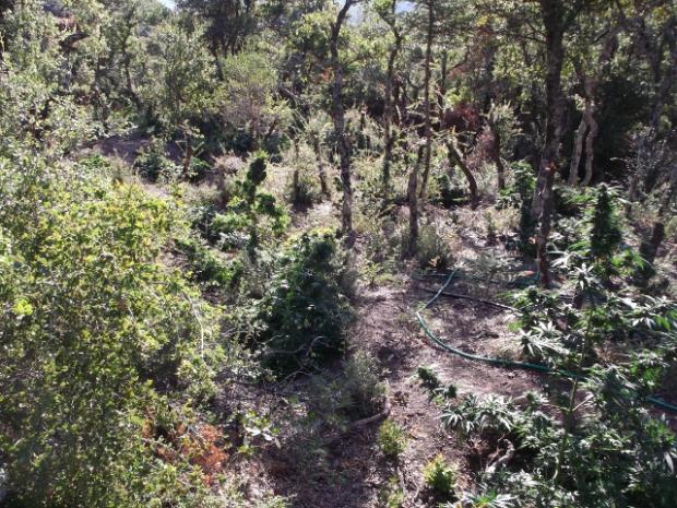 Εντοπίστηκε χασισοφυτεία στα Χανιά