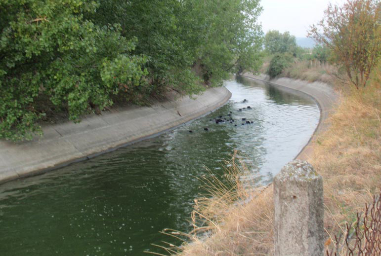 Νεκρή σε αρδευτικό κανάλι