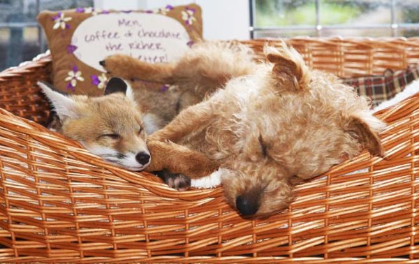 ΦΩΤΟ- Δύο ασυνήθιστοι φίλοι!