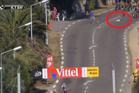 ΒΙΝΤΕΟ-Ο σκύλος στο Γύρο της Γαλλίας