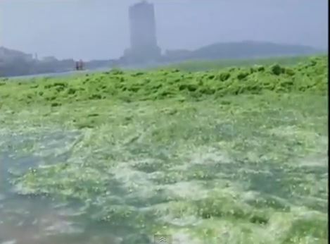 Κολυμπώντας… με τα φύκια