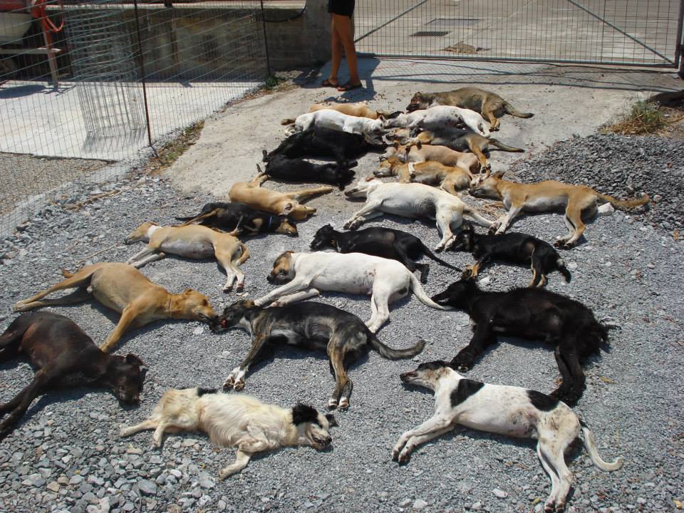 Δηλητηρίασαν 23 σκυλιά σε οικόπεδο φιλοζωικής