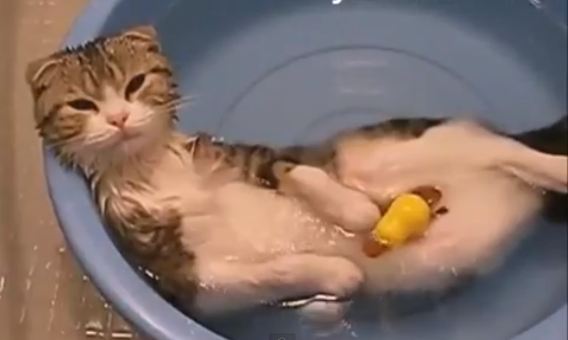 Αλλεργία στις γάτες; Οι αιτίες…