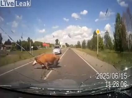 ΒΙΝΤΕΟ-Μετωπική με…αγελάδα