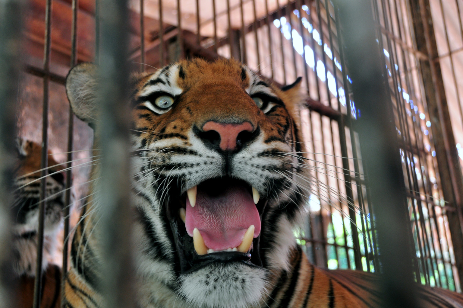 Τίγρεις σκότωσαν επιστάτη