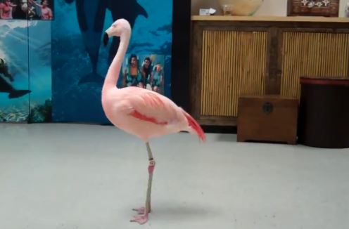 BINTEO-Ένα… χαλασμένο Φλαμίνγκο
