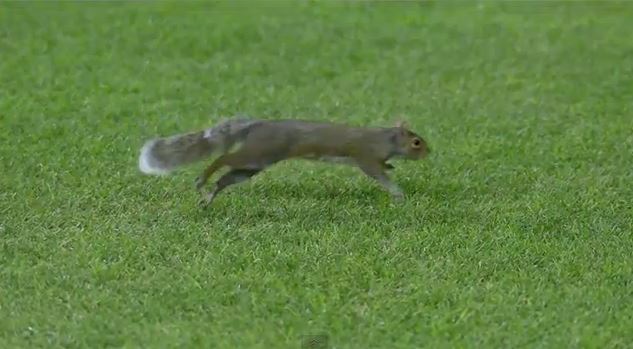 ΒΙΝΤΕΟ-Σκίουρος σε ρόλο…σέντερ φορ