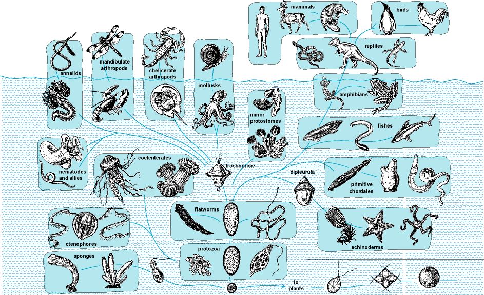 Τα ζώα πρέπει να επιταχύνουν τον ρυθμό εξέλιξης τους