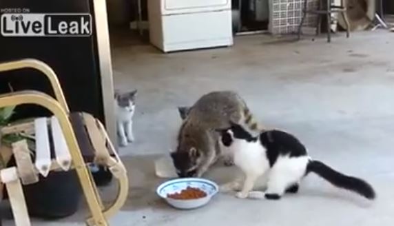 ΒΙΝΤΕΟ-Ρακούν… απρόσκλητος επισκέπτης