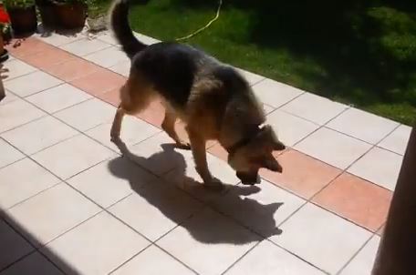 ΒΙΝΤΕΟ- Κυνηγάει την… σκιά του