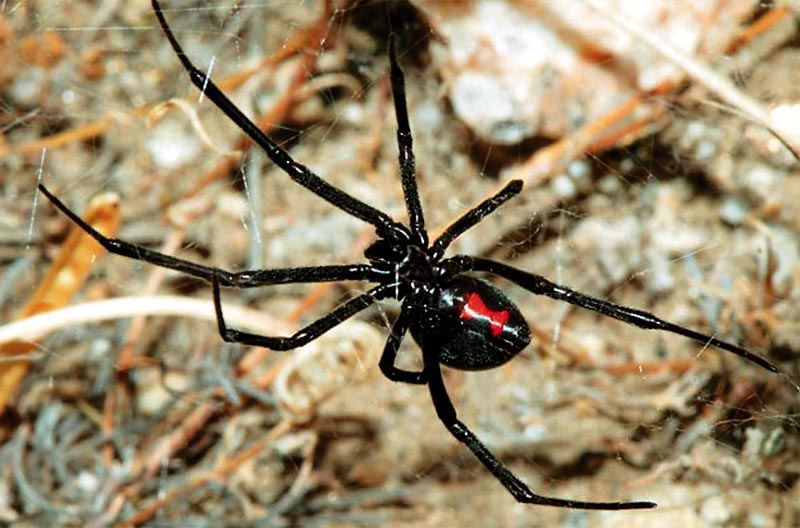 Τον τσίμπησε μια “μαύρη χήρα”