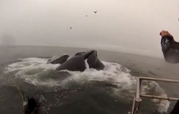 ΒΙΝΤΕΟ-Δύτης γλιτώνει από φάλαινα