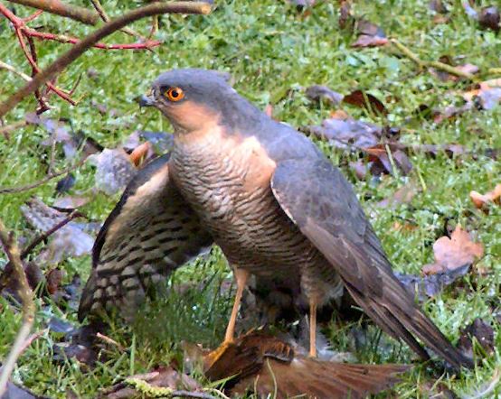Συνέλαβαν… γεράκι για κατασκοπεία