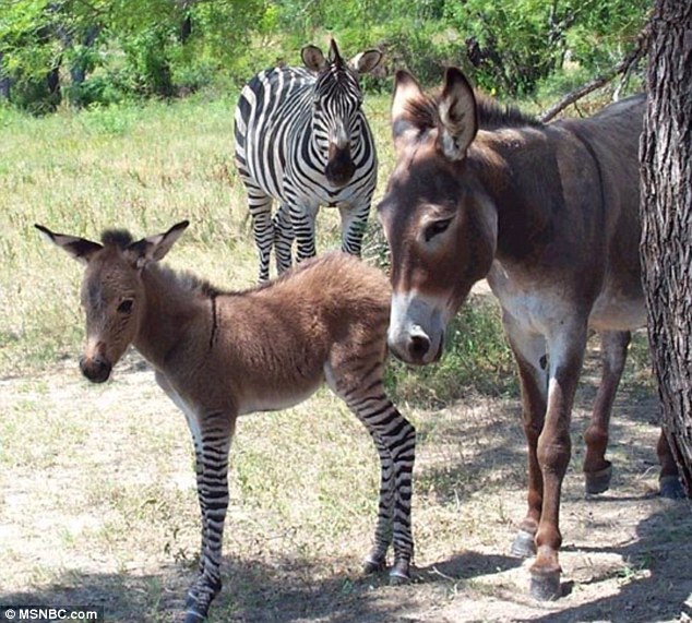 ΒΙΝΤΕΟ-Έχετε δει Zonkey;