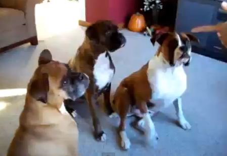 ΒΙΝΤΕΟ- Ζώα για Όσκαρ!