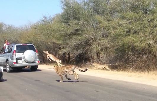 ΒΙΝΤΕΟ- Μπήκε… από το παράθυρο