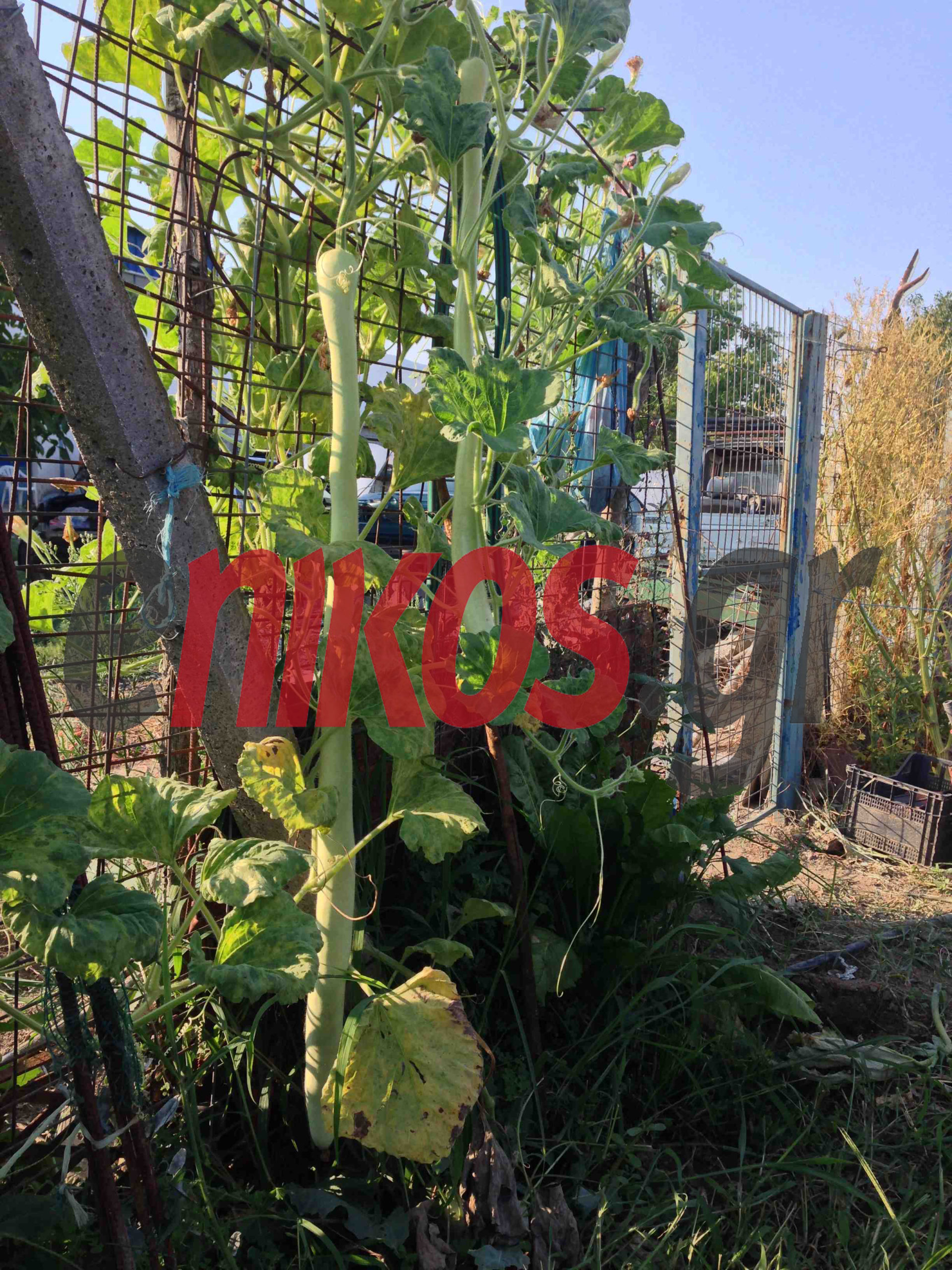 ΦΩΤΟ- Κολοκύθι γίγας στον Τύρναβο