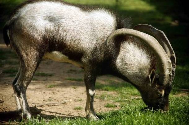 Κρατούσαν αιχμάλωτα δύο Κρι-Κρι