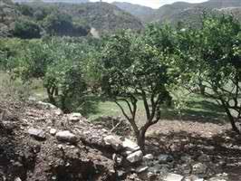 Βρέθηκε νεκρός στο χωράφι του