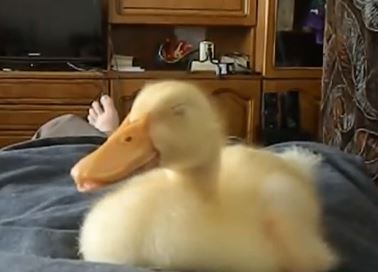 ΒΙΝΤΕΟ- Το παπάκι που… ροχαλίζει