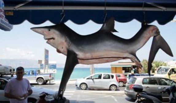 ΦΩΤΟ-Τεράστιος γαλέος στο Ηράκλειο