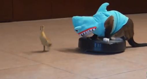 Η γάτα-καρχαρίας