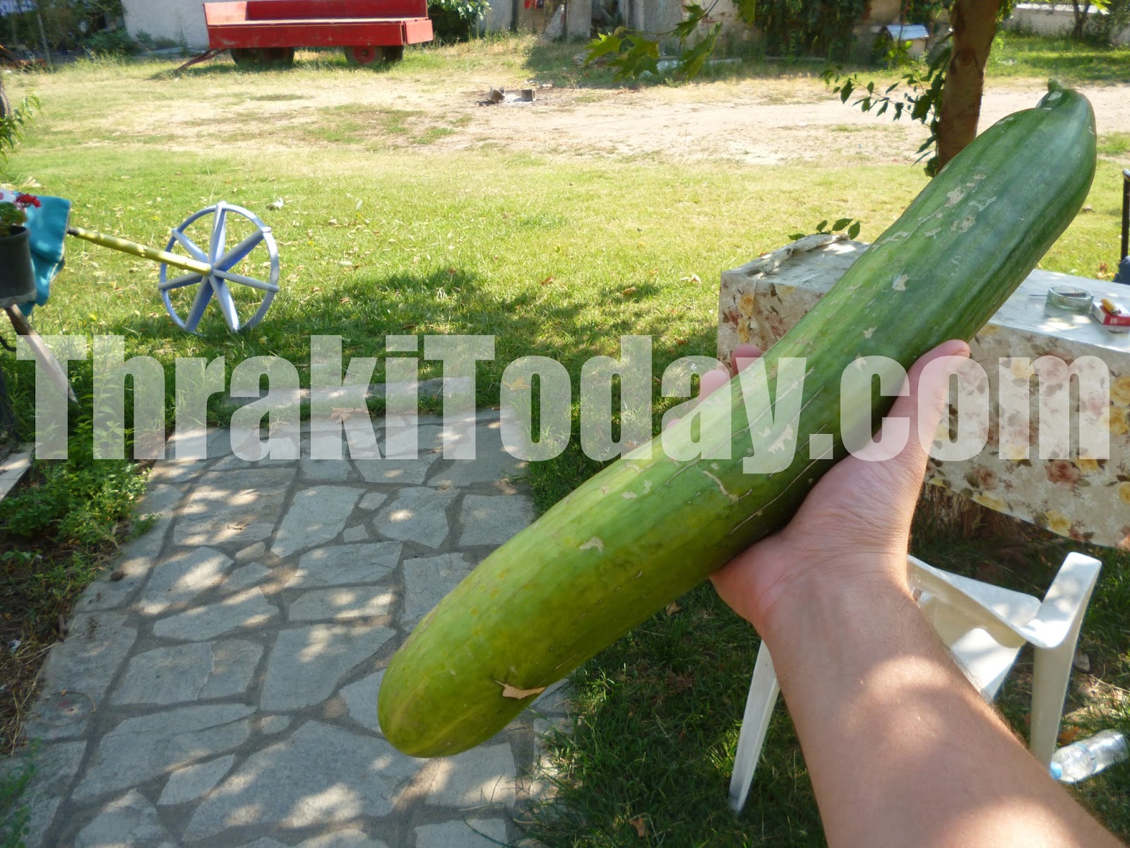 ΦΩΤΟ-Αγγούρι-γίγας στην Ξάνθη