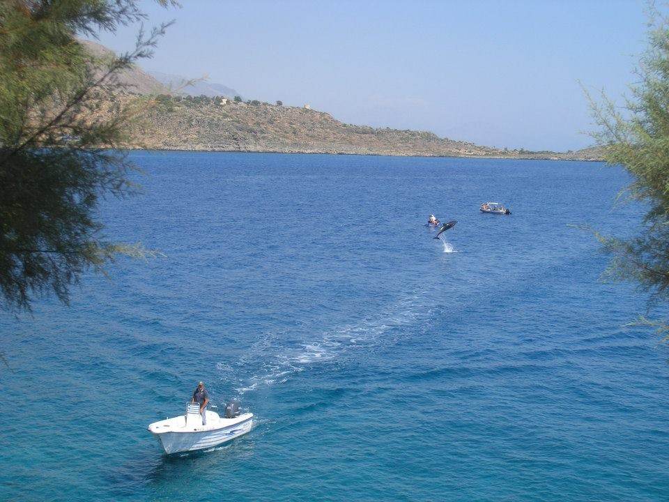 ΦΩΤΟ-Δελφίνι στα Σφακιά