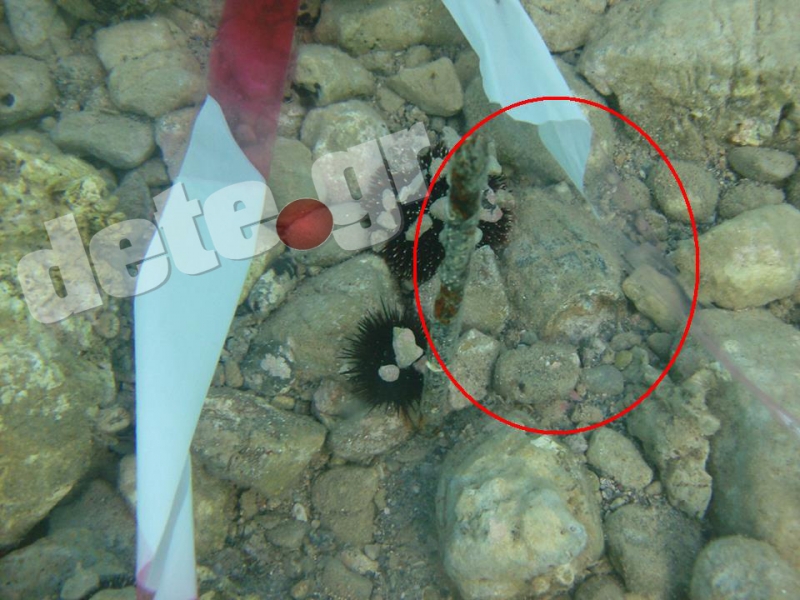 Χειροβομβίδα Β’Παγκοσμίου Πολέμου σε παραλία της Αχαΐας