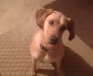 ΒΙΝΤΕΟ-Σκύλος για Όσκαρ