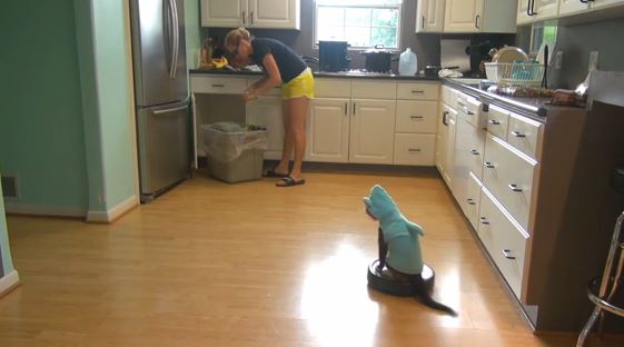 ΒΙΝΤΕΟ-Η γάτα…νοικοκυρά