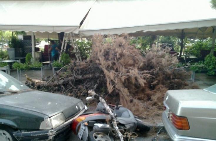 Τους ήρθε το δέντρο στο κεφάλι