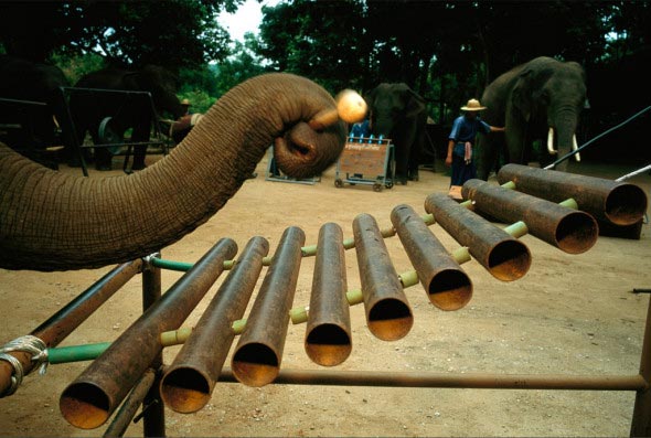 Η ορχήστρα των ελεφάντων