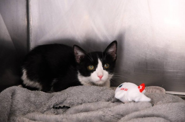 Ο επτάψυχος «λαθρεπιβάτης»