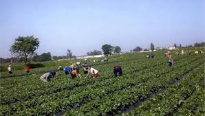 Κάμπινγκ εργατών στη Μανωλάδα