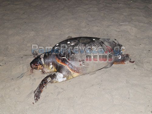 Νεκρή θαλάσσια χελώνα στην Πρέβεζα