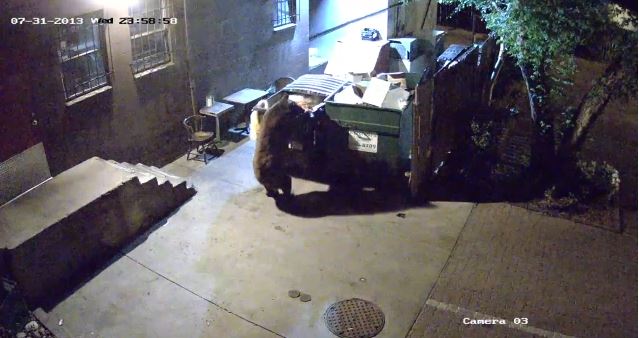 ΒΙΝΤΕΟ-Αρκούδα κλέβει τον κάδο