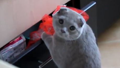 BINTEO-Γάτα… διαρρήκτης