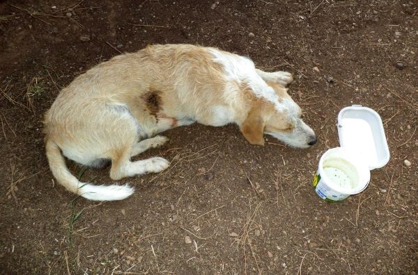 ΦΩΤΟ-Κτήνη πυροβόλησαν σκυλάκι