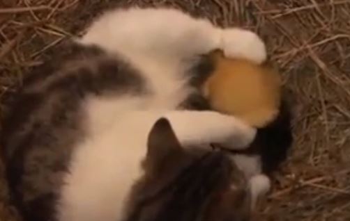 ΒΙΝΤΕΟ- Γάτα υιοθέτησε… παπάκια
